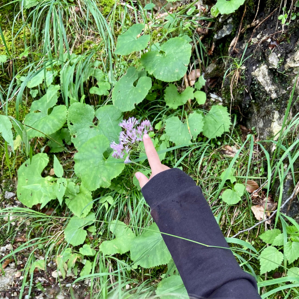 Unterschiedliche Farben und Muster in Pflanzen erkennen