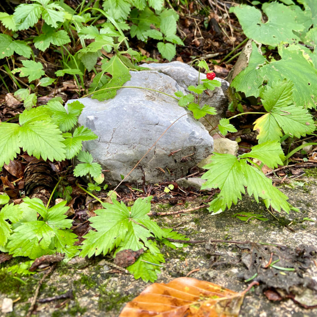 Einen essbaren Schatz entdecken. Perfekte Aufgabe für eine Schatzsuche-Wanderung.