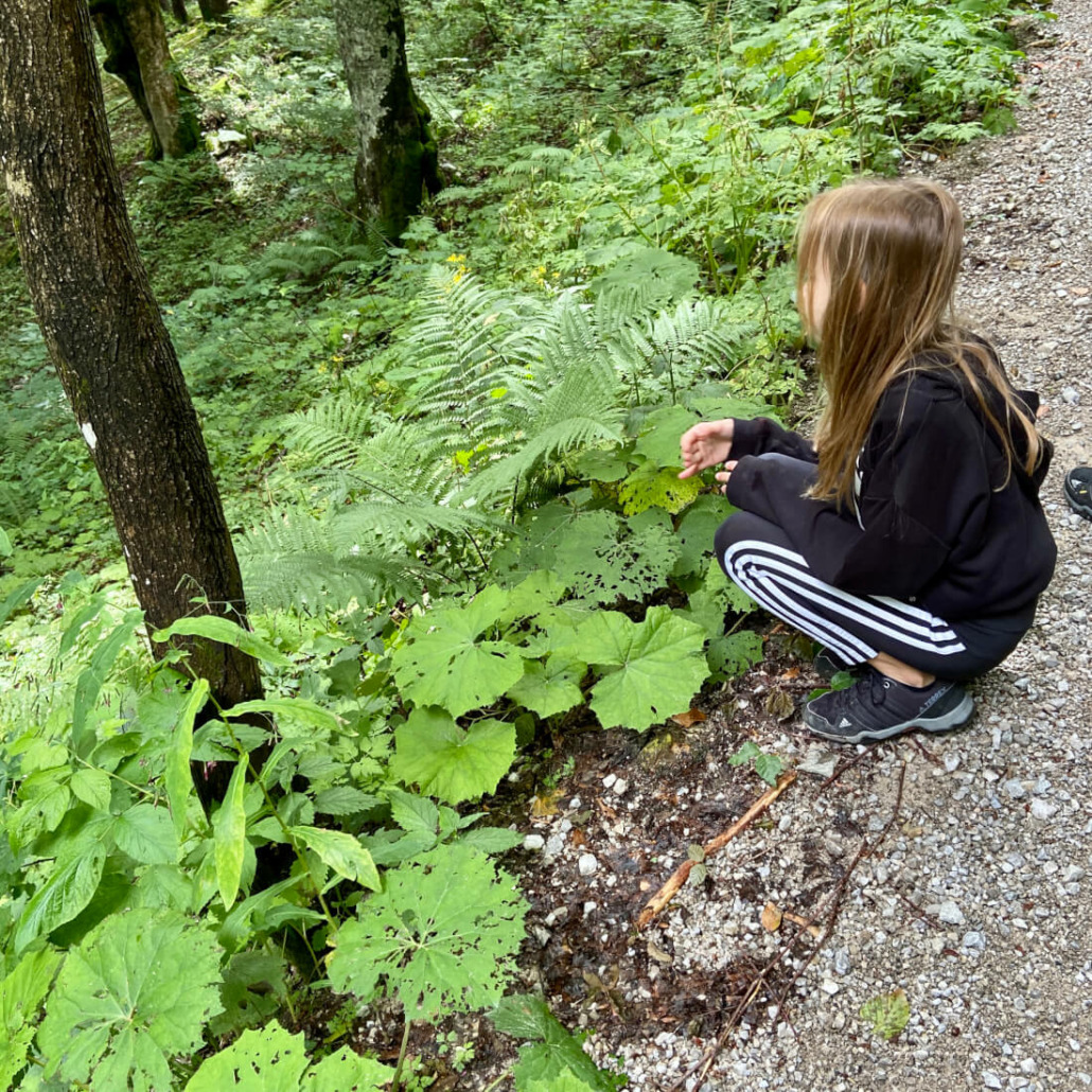Das Koboldgras auf der Schatzsuche-Wanderung entdecken
