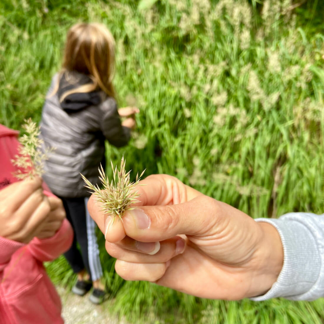 Tiere in Grasbüscheln erkennen